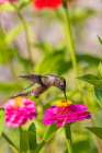 Ruby-throated Hummingbird immature feeding on zinnia Marion County-Illinois Art Print